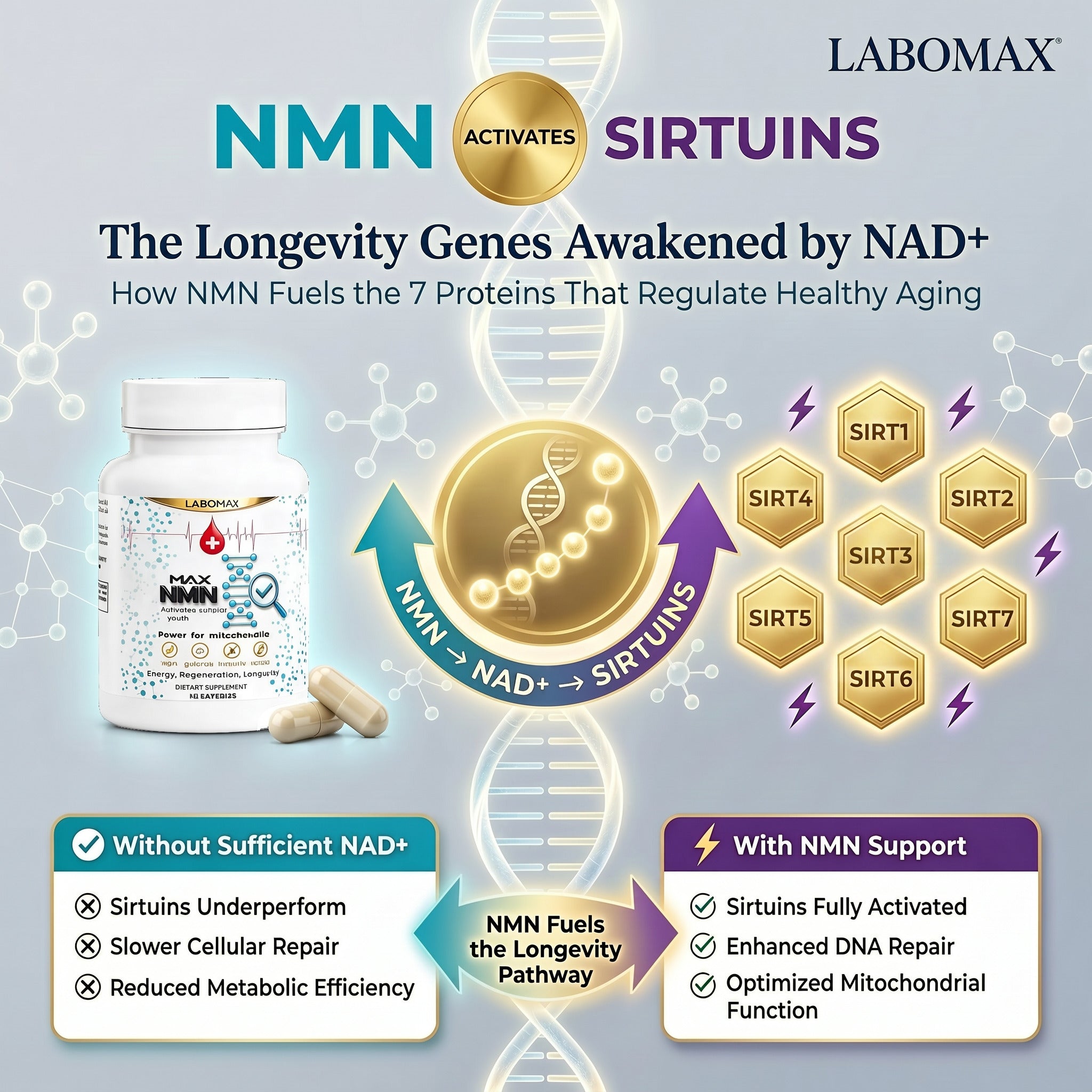 NMN and Sirtuins: The "Longevity Genes" Everyone Is Talking About